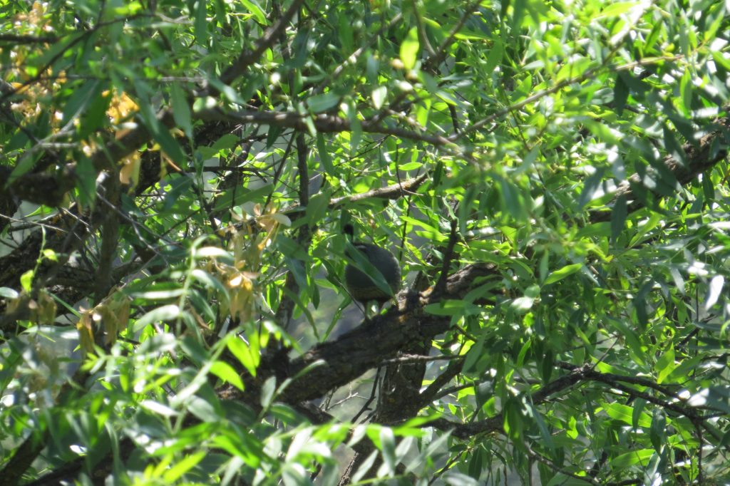 California Quail