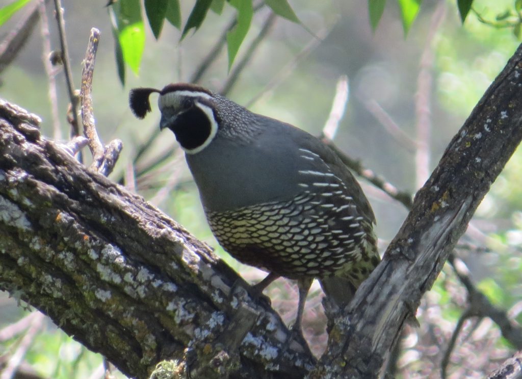 California Quail