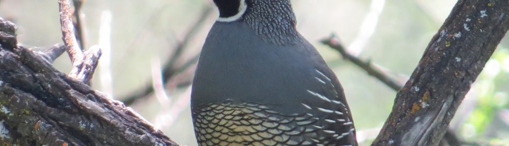 California Quail