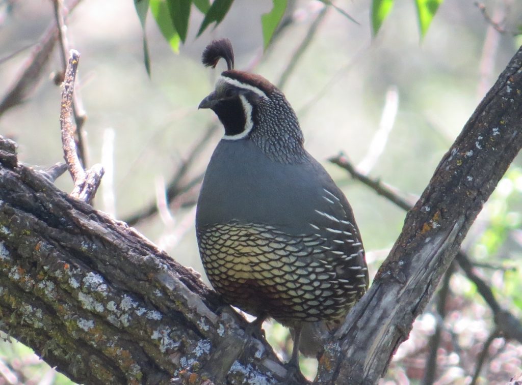 California Quail