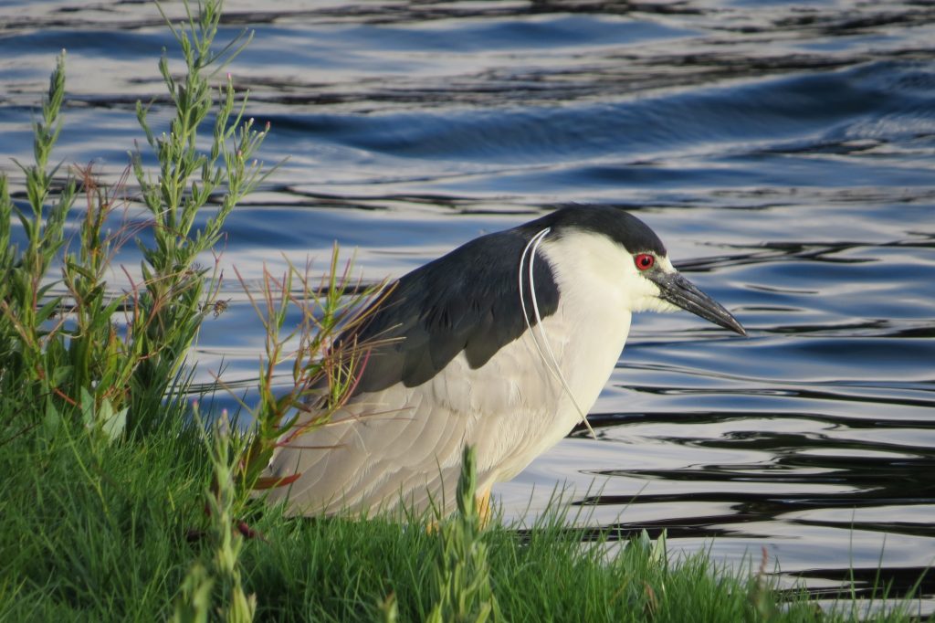 Black-crowned Night-Heron