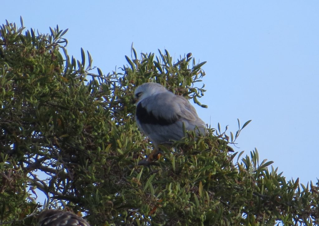 White-tailed Kite