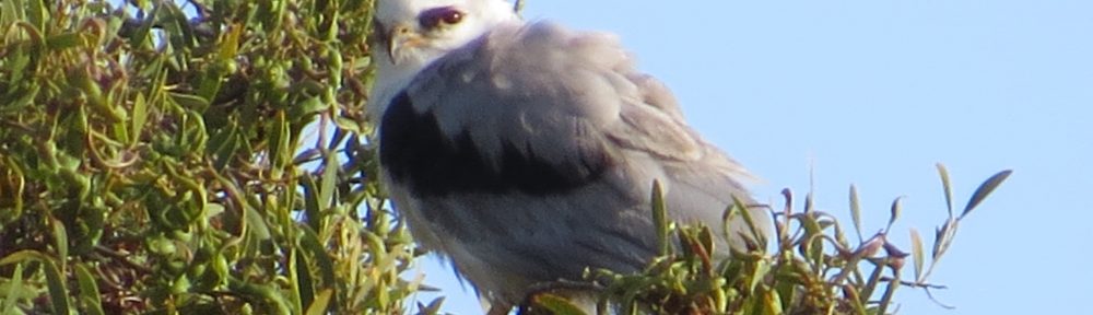 White-tailed Kite