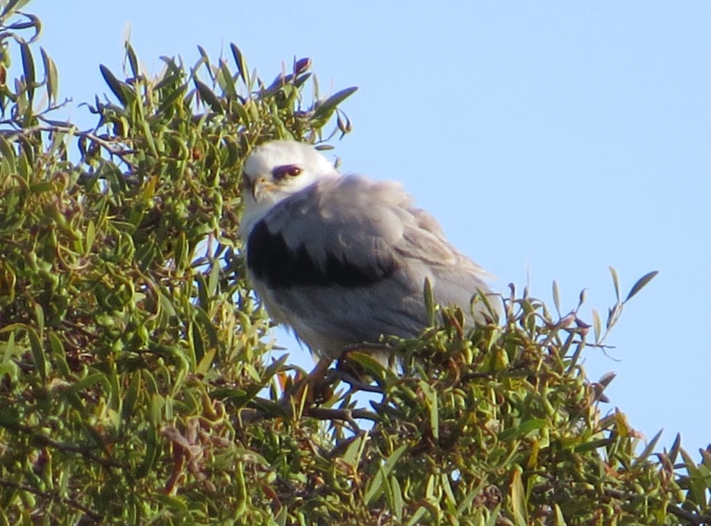 White-tailed Kite