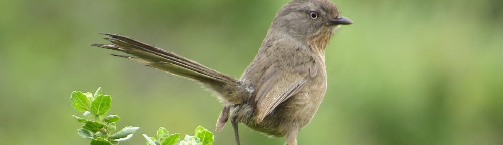 Wrentit