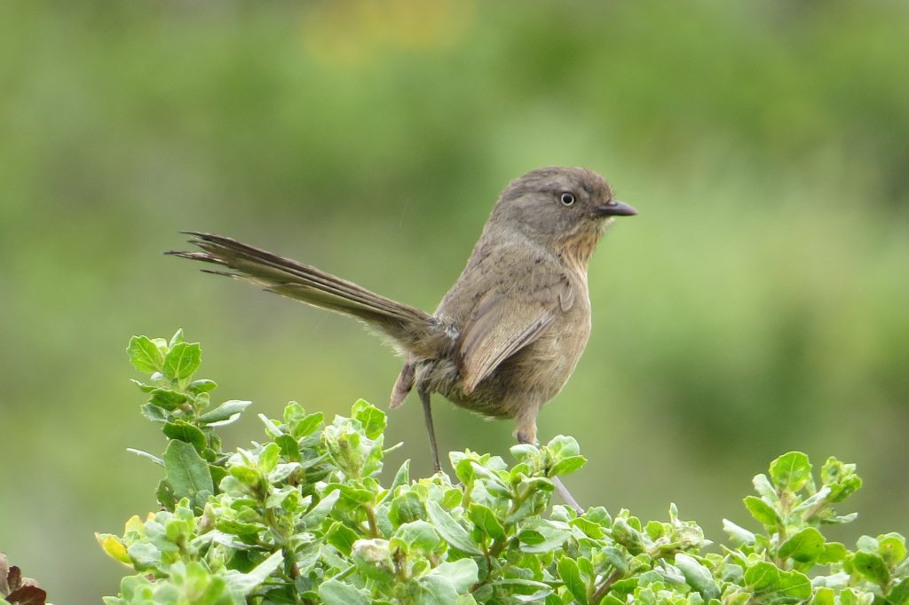 Wrentit