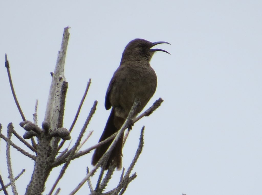 California Thrasher