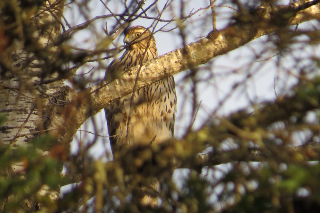 Northern Goshawk