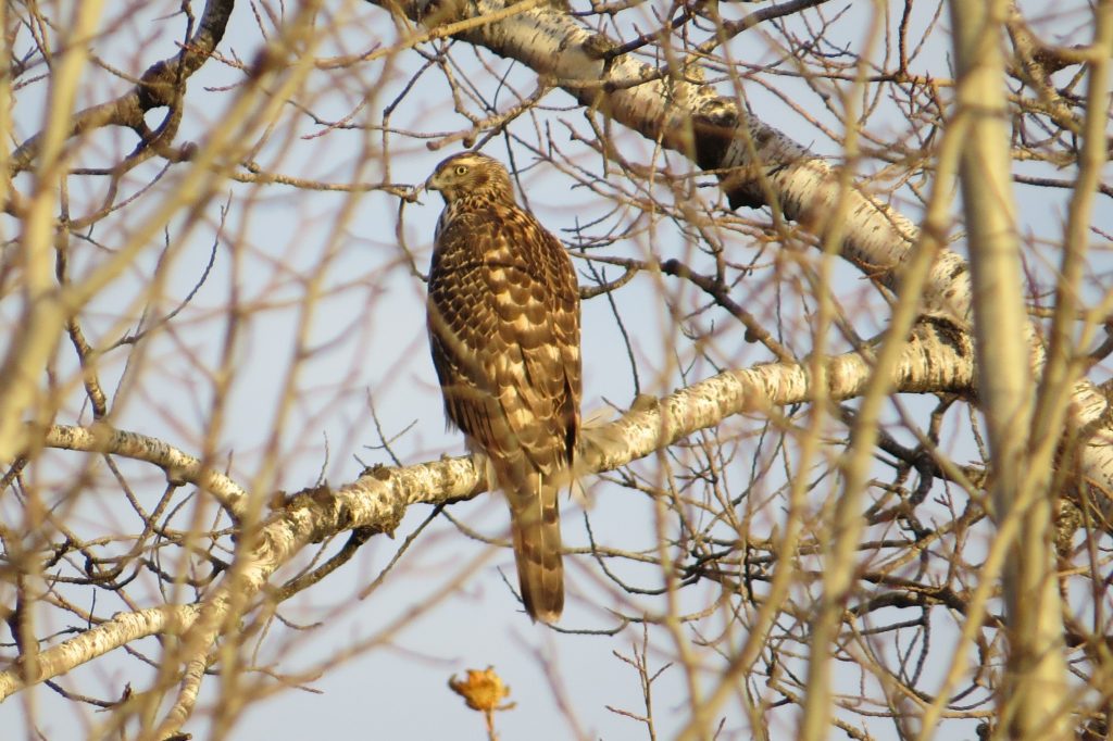 Northern Goshawk