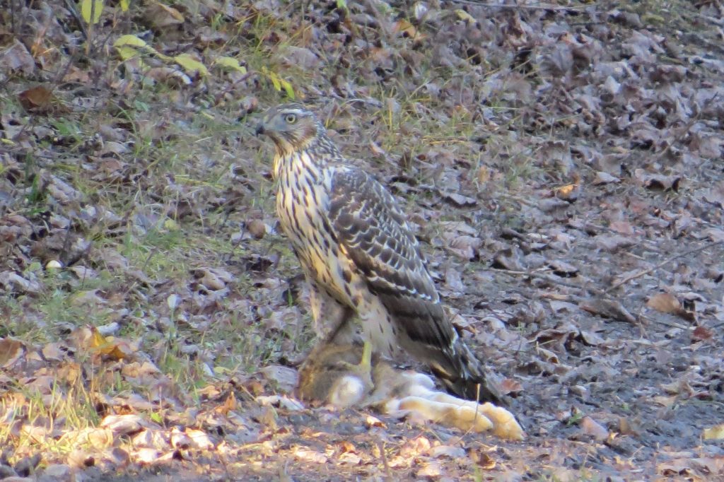 Northern Goshawk