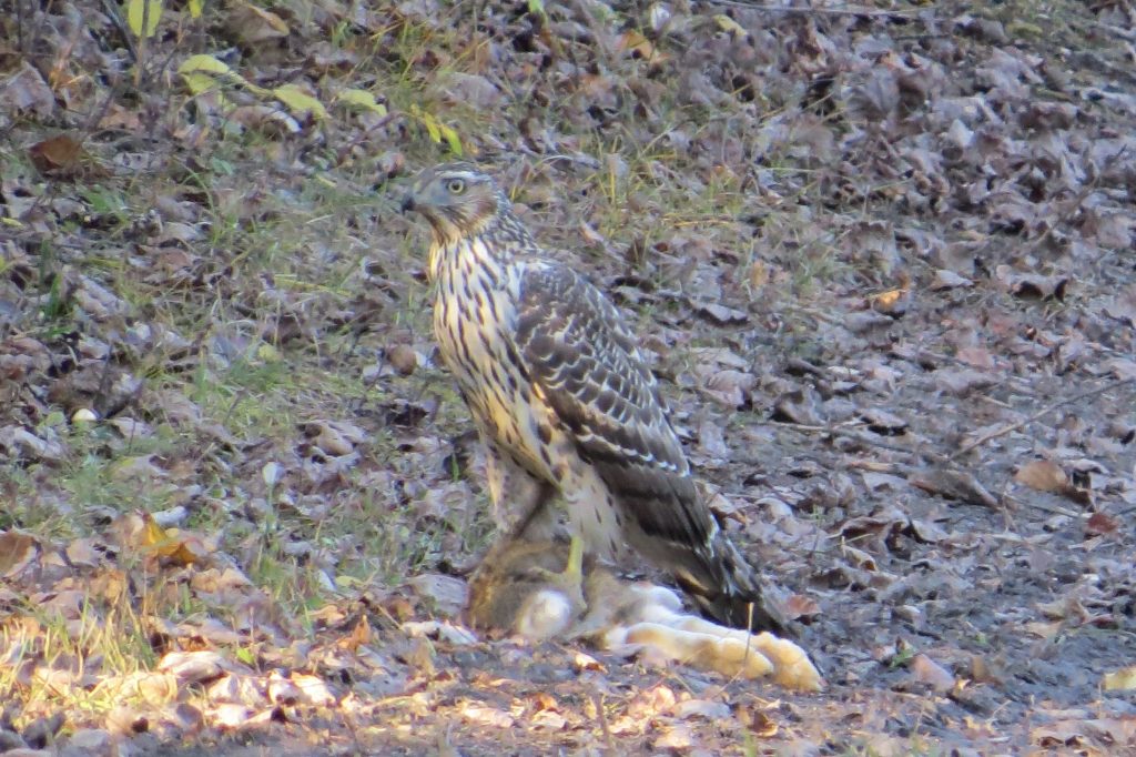 Northern Goshawk