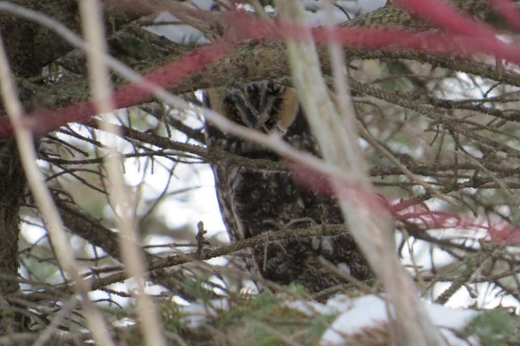 Long-eared Owl