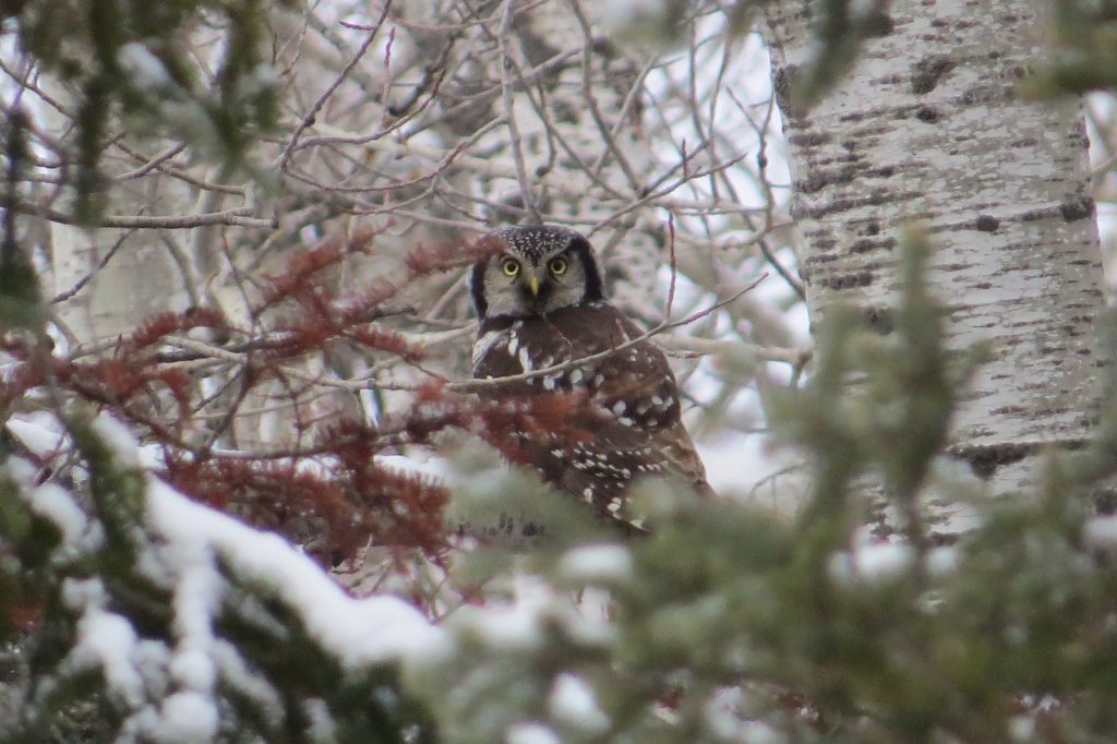 Northern Hawk Owl