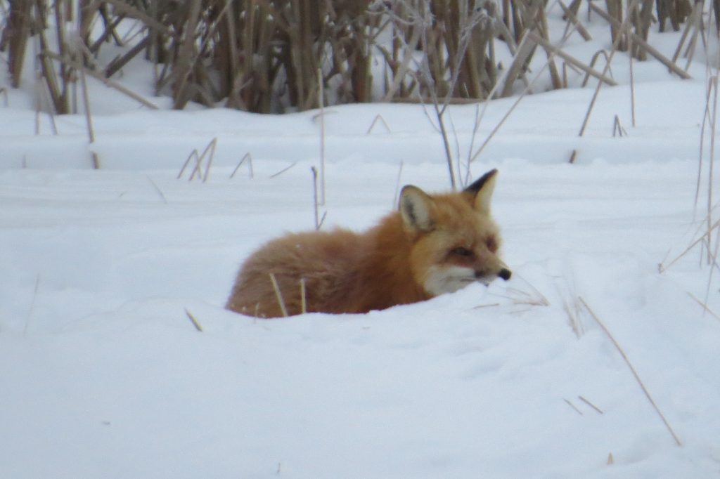 Red Fox