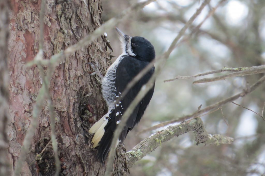 Black-backed Woodpecker