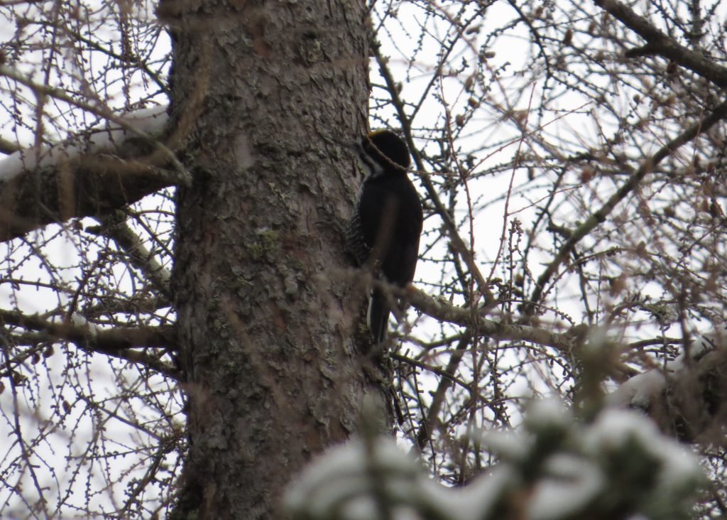Black-backed Woodpecker