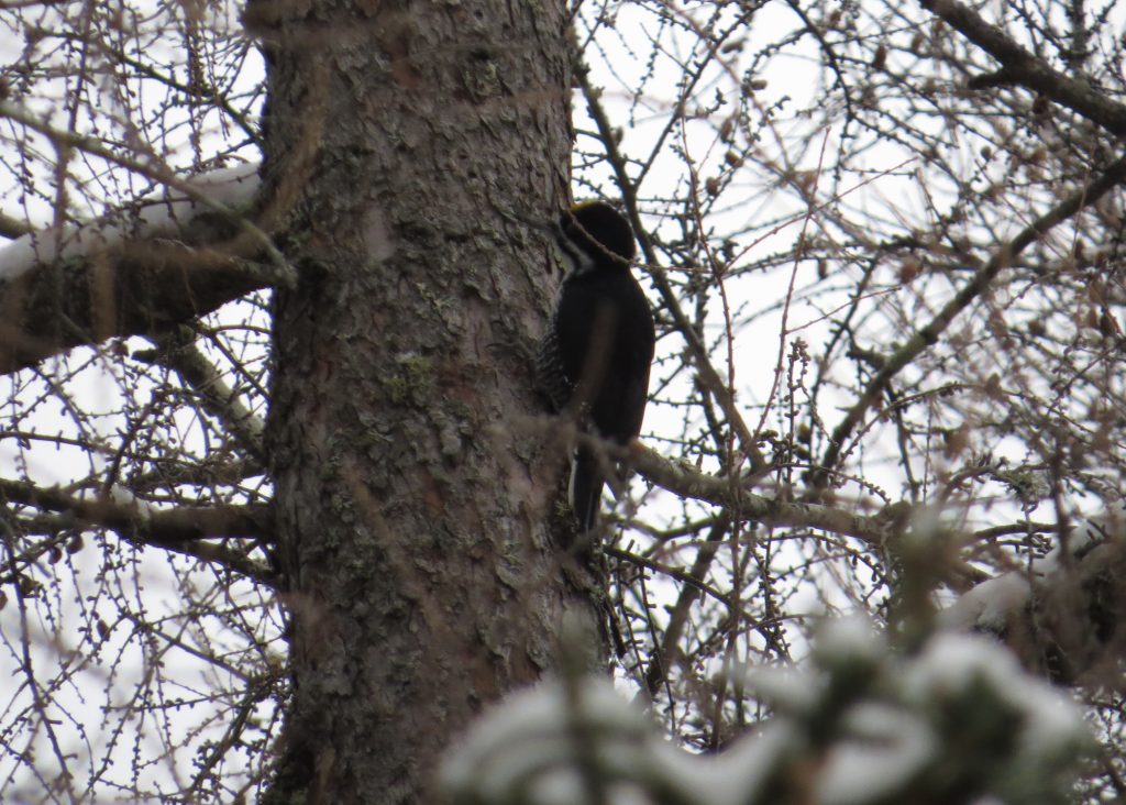 Black-backed Woodpecker