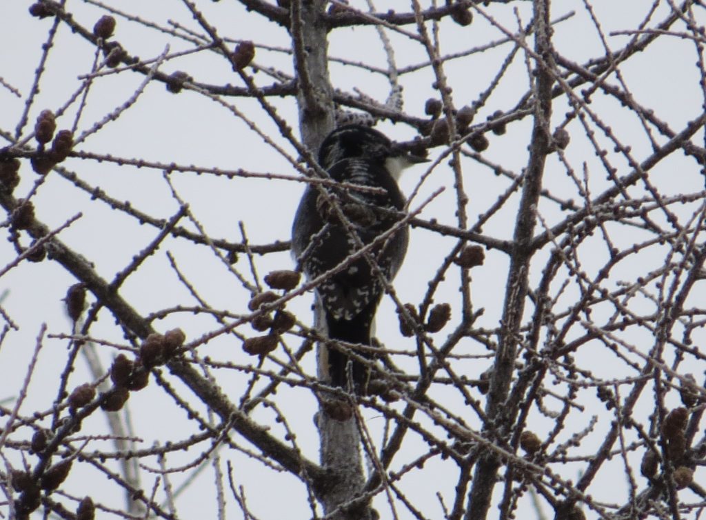 American Three-toed Woodpecker