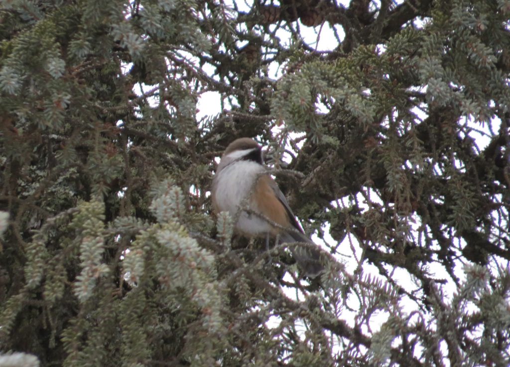 Boreal Chickadee