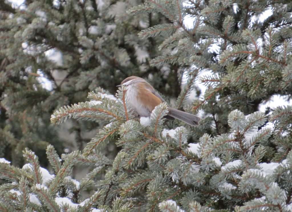 Boreal Chickadee