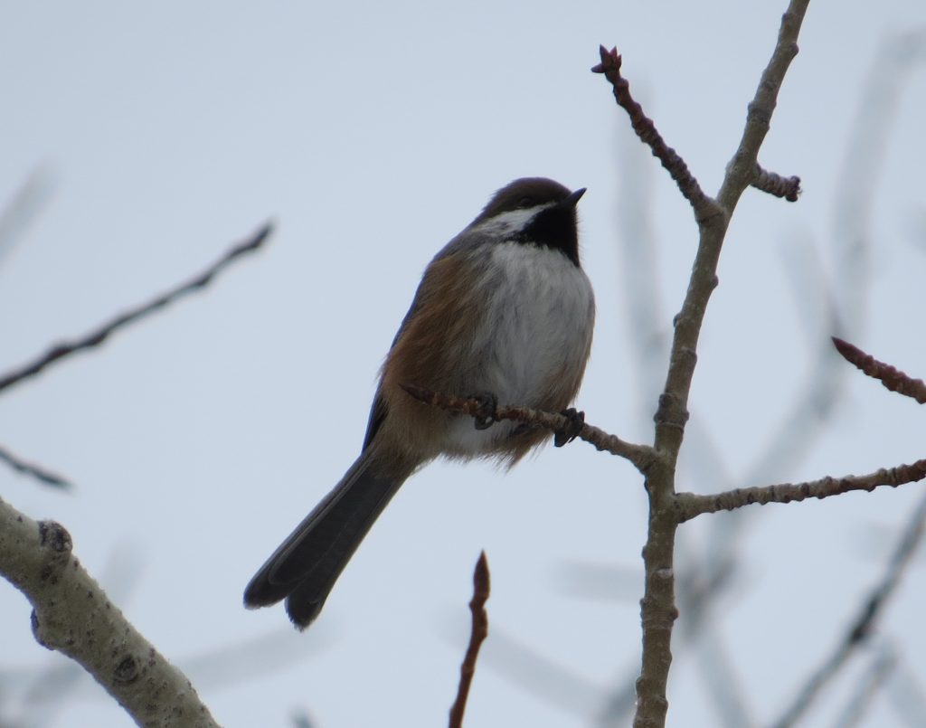 Boreal Chickadee