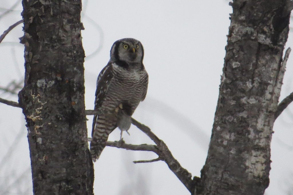 Northern Hawk Owl