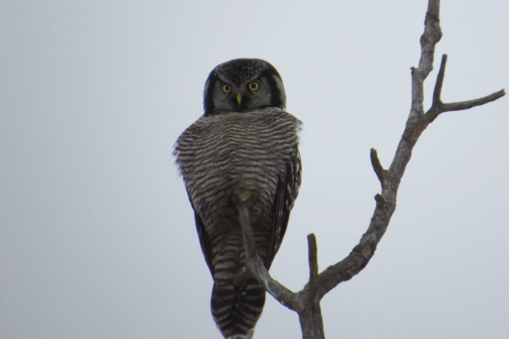 Northern Hawk Owl