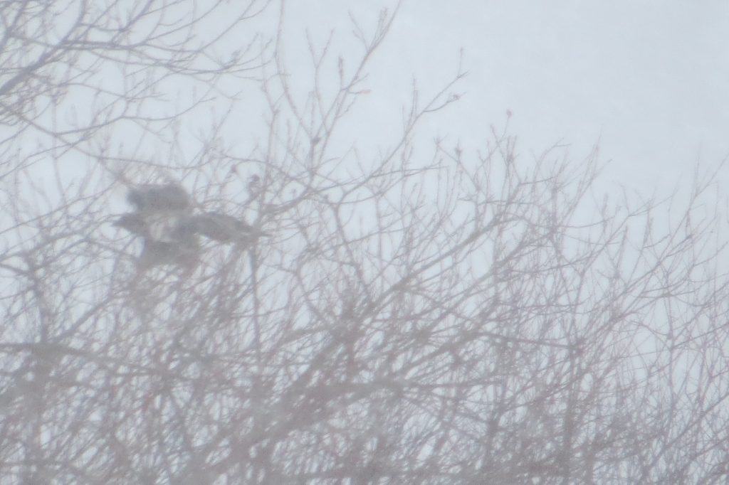 Black-billed Magpie