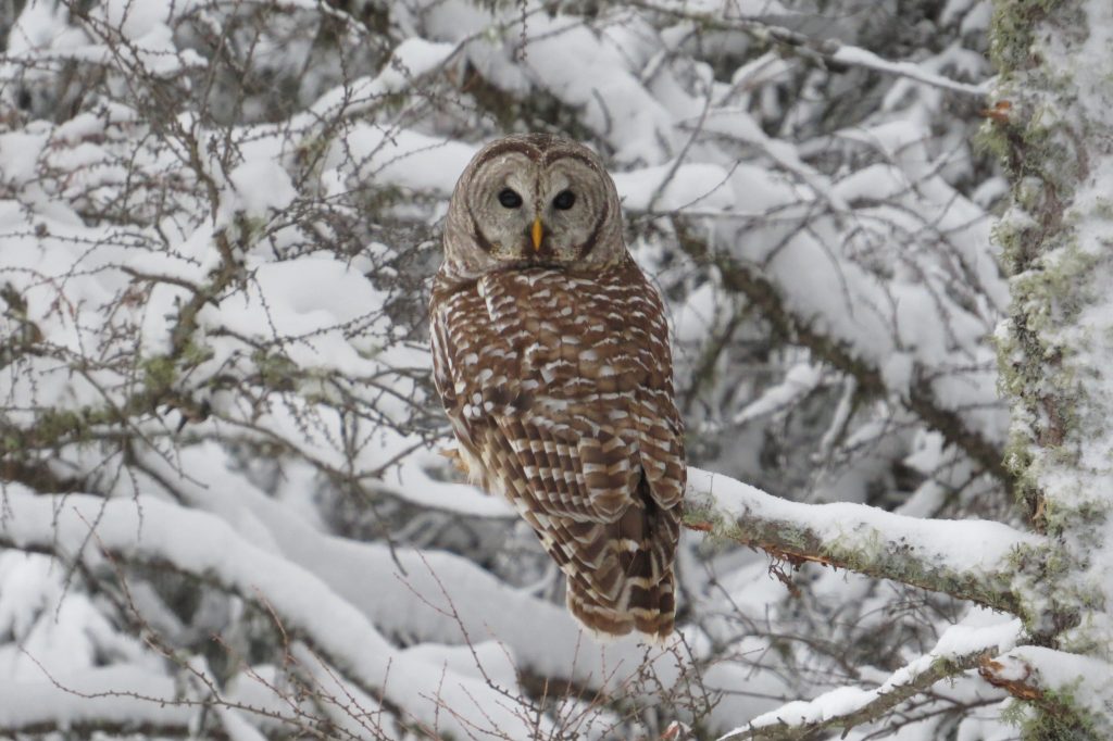 Barred Owl