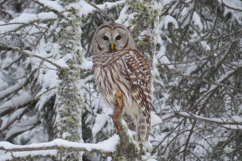 Barred Owl