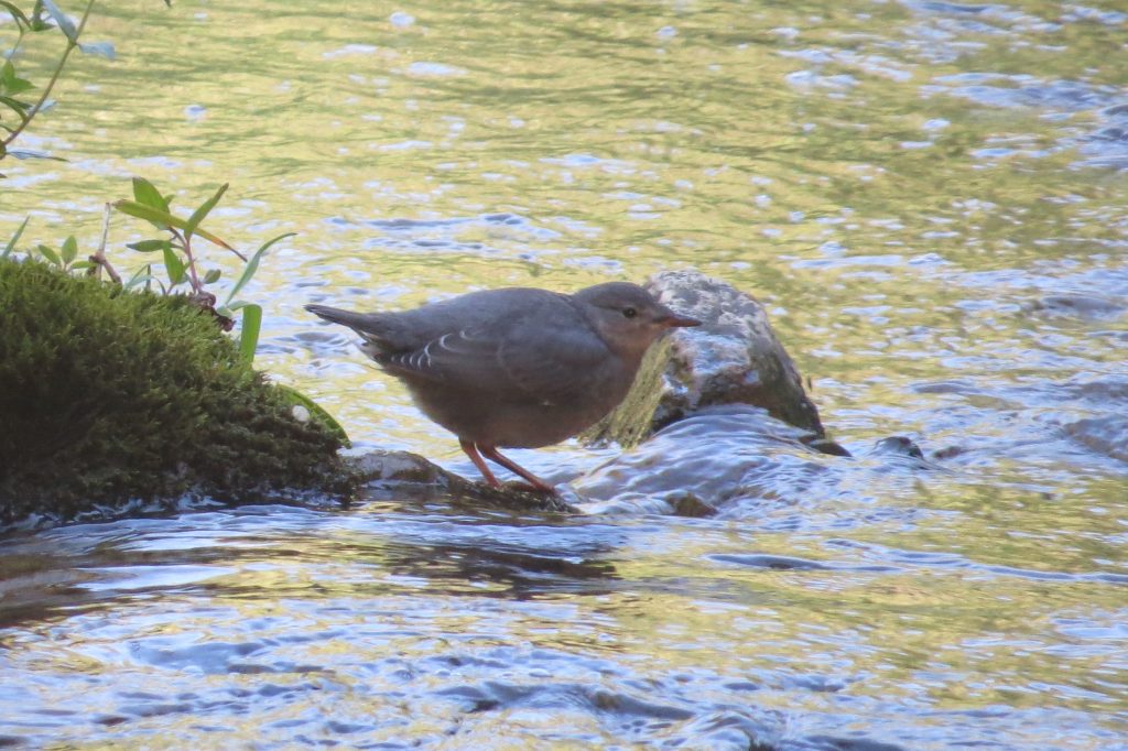 American Dipper