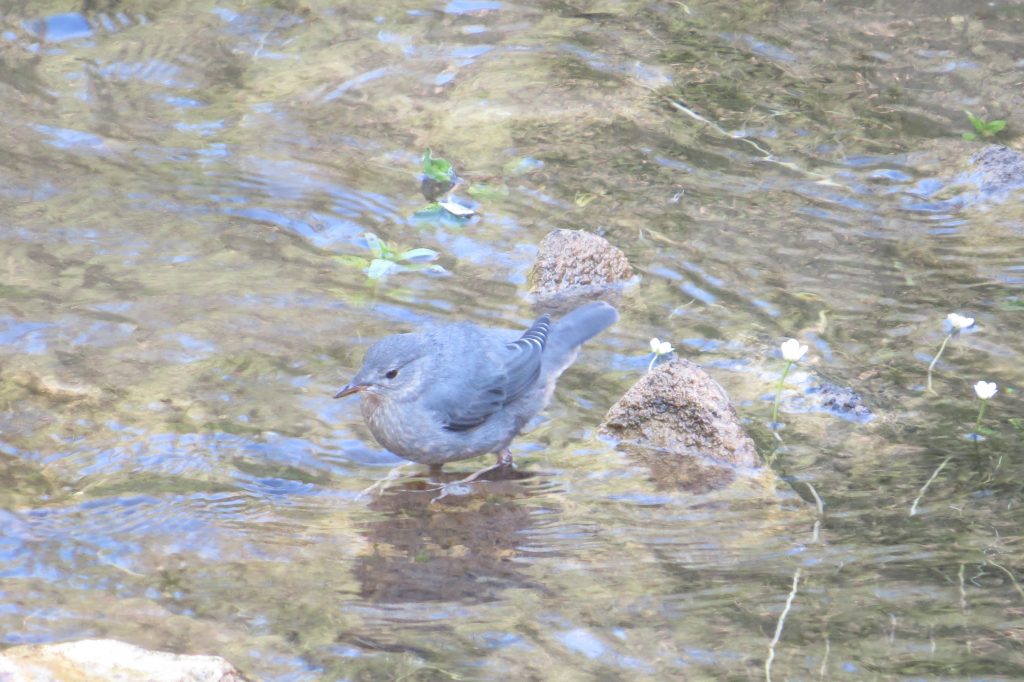 American Dipper