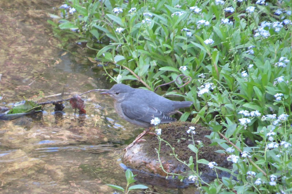 American Dipper