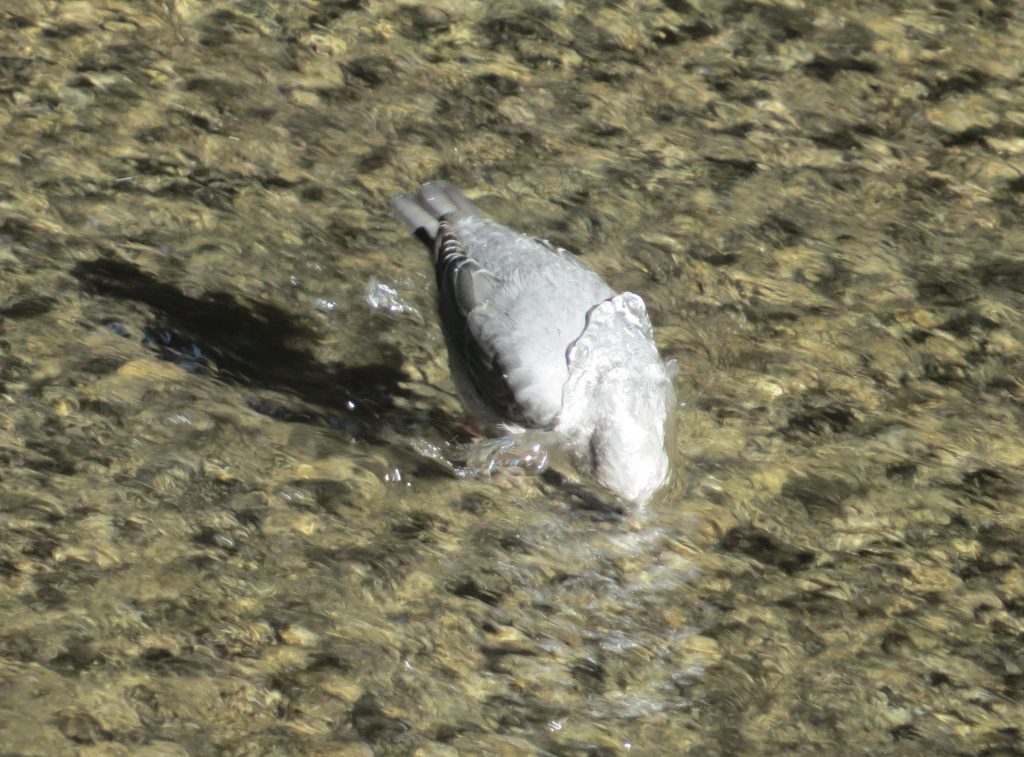 American Dipper