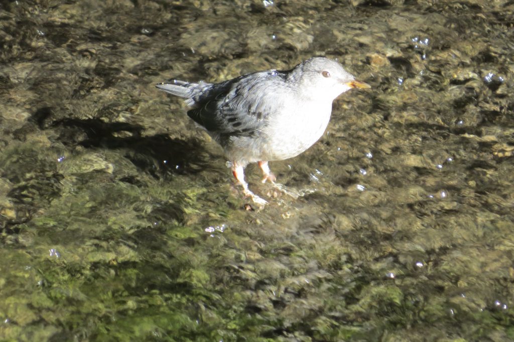 American Dipper