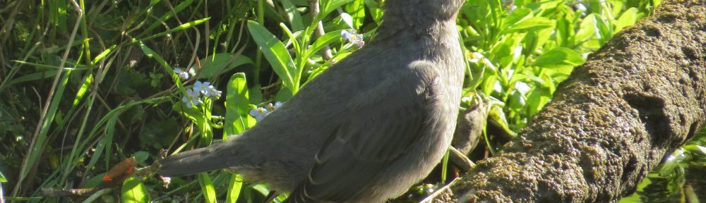 American Dipper