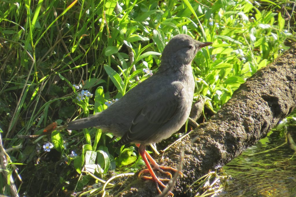 American Dipper