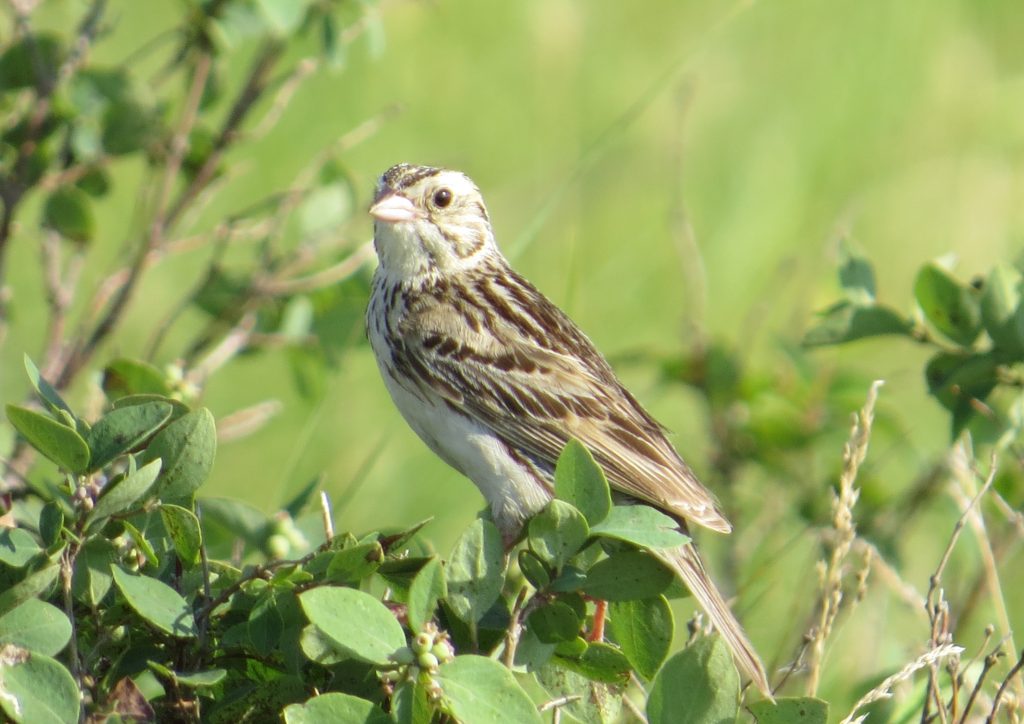 Baird's Sparrow