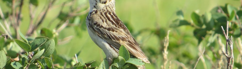 Baird's Sparrow