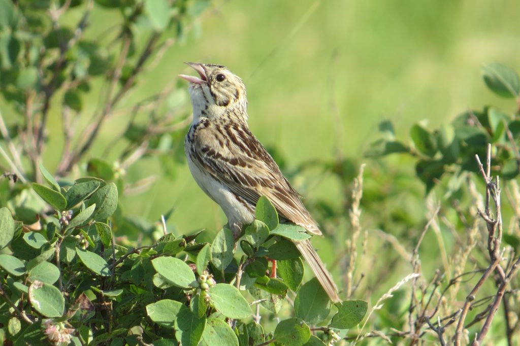 Baird's Sparrow