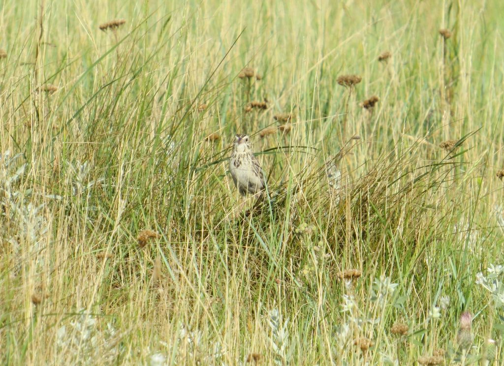 Baird's Sparrow