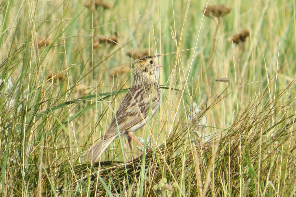 Baird's Sparrow