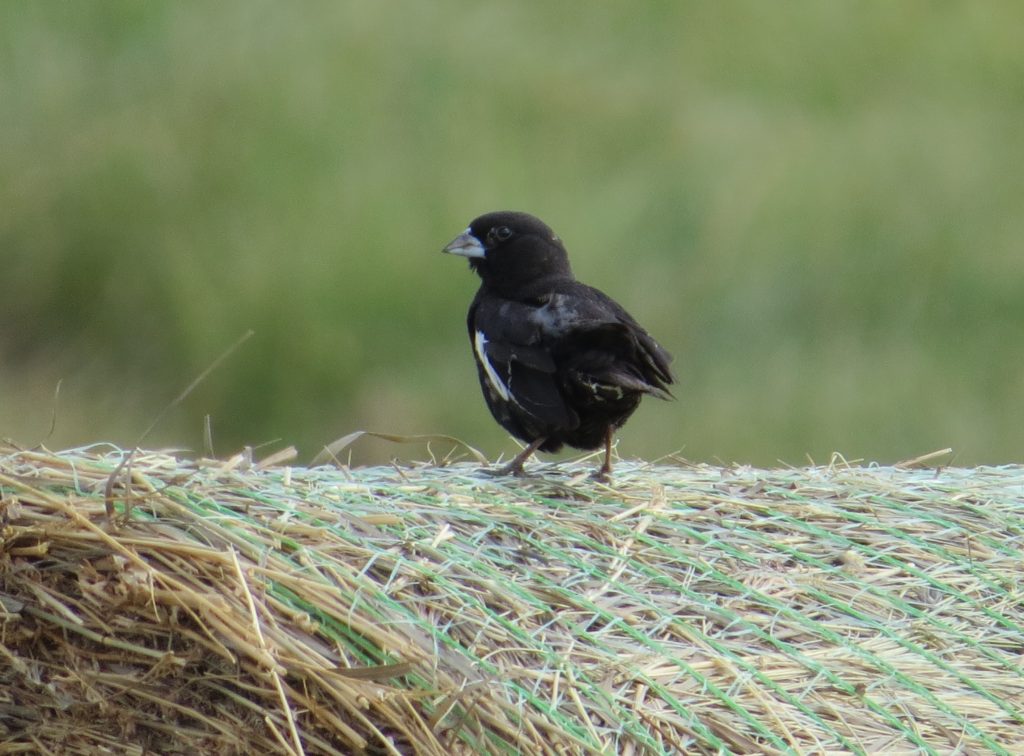 Lark Bunting