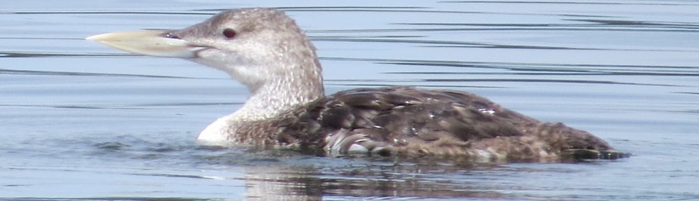 Yellow-billed Loon