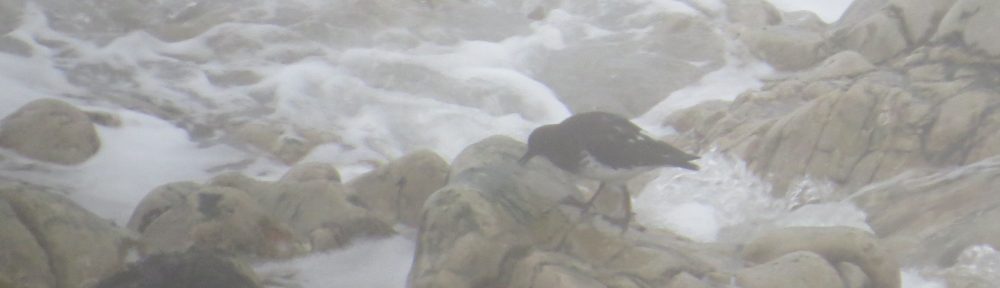 Black Turnstone