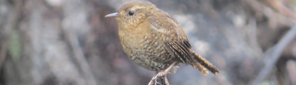 Pacific Wren