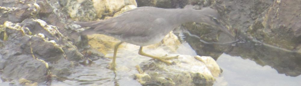 Wandering Tattler