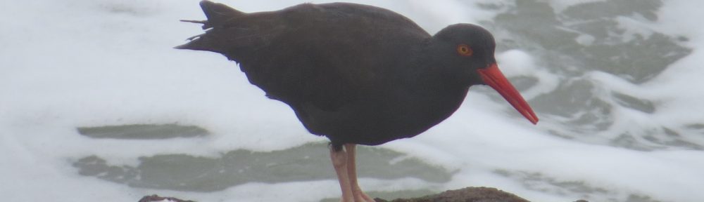 Black Oystercatcher