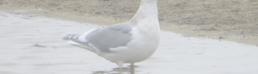 Glaucous-winged Gull