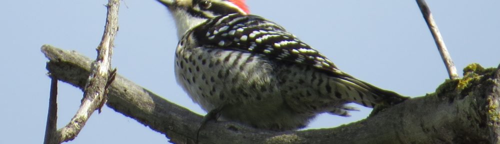 Nuttall's Woodpecker